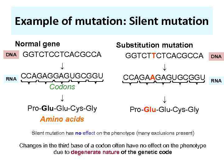 Example of mutation: Silent mutation Normal gene DNA GGTCTCCTCACGCCA ↓ RNA CCAGAGGAGUGCGGU Codons ↓