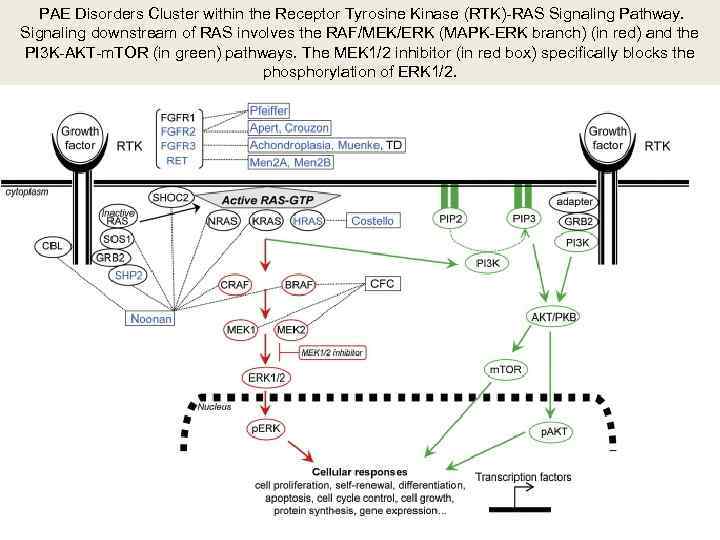  PAE Disorders Cluster within the Receptor Tyrosine Kinase (RTK)-RAS Signaling Pathway. Signaling downstream