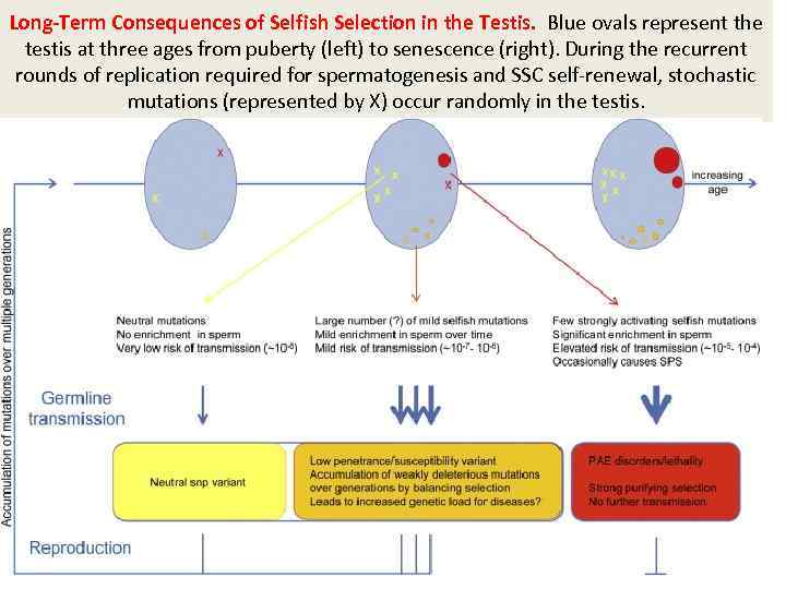 Long-Term Consequences of Selfish Selection in the Testis. Blue ovals represent the testis at