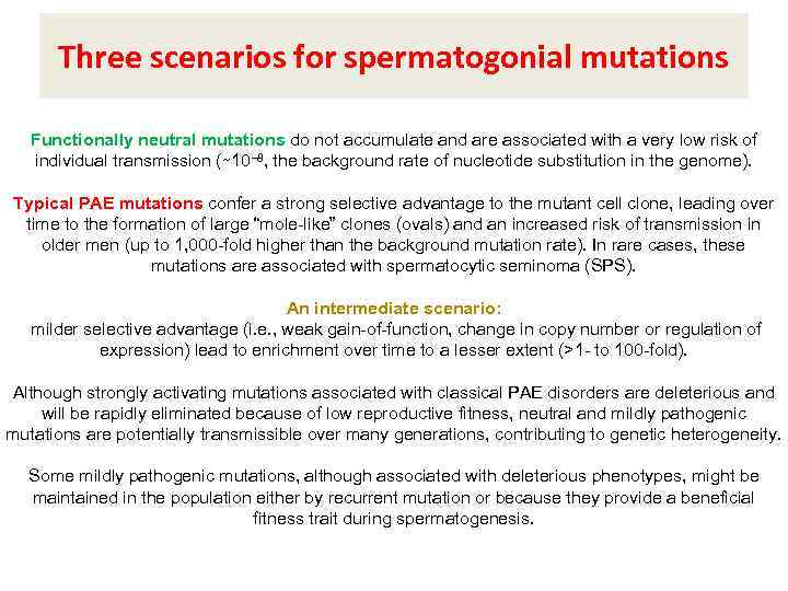 Three scenarios for spermatogonial mutations Functionally neutral mutations do not accumulate and are associated