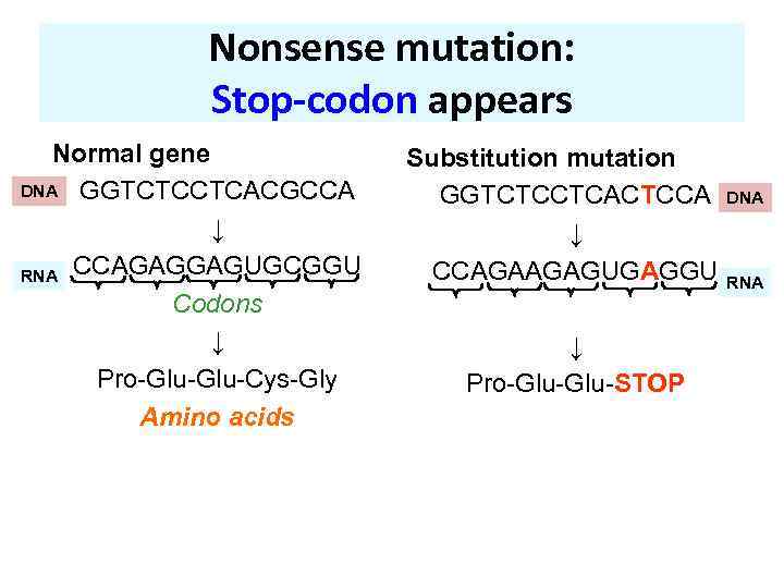 Nonsense mutation: Stop-codon appears Normal gene DNA GGTCTCCTCACGCCA ↓ RNA CCAGAGGAGUGCGGU Codons ↓ Pro-Glu-Cys-Gly