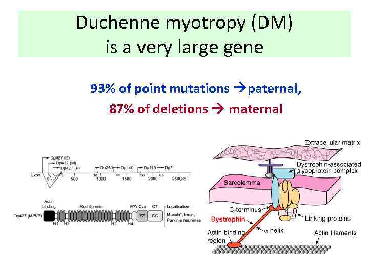 Duchenne myotropy (DM) is a very large gene 93% of point mutations paternal, 87%