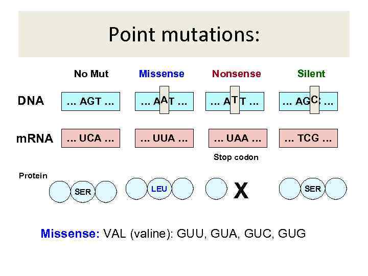 Point mutations: No Mut Missense Nonsense Silent DNA … AGT … AAT … A