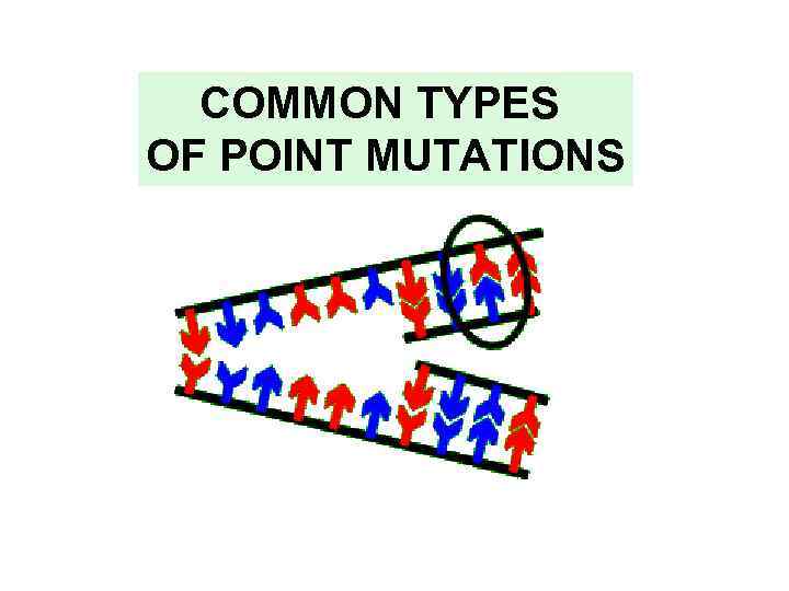 COMMON TYPES OF POINT MUTATIONS 