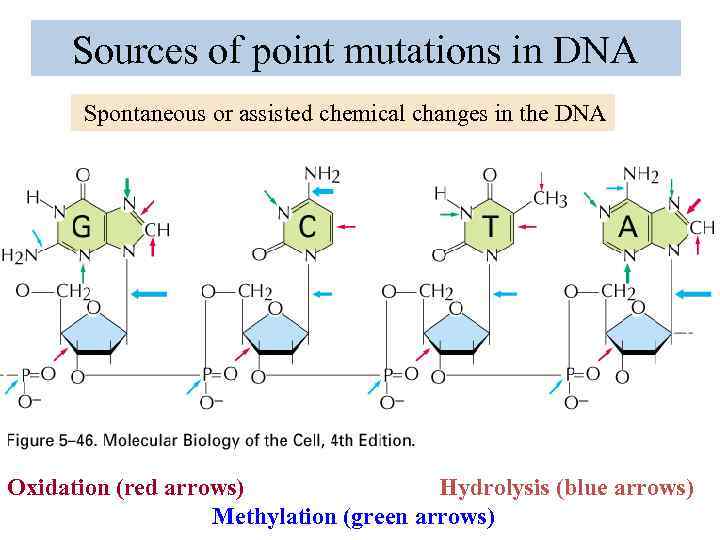 Sources of point mutations in DNA Spontaneous or assisted chemical changes in the DNA