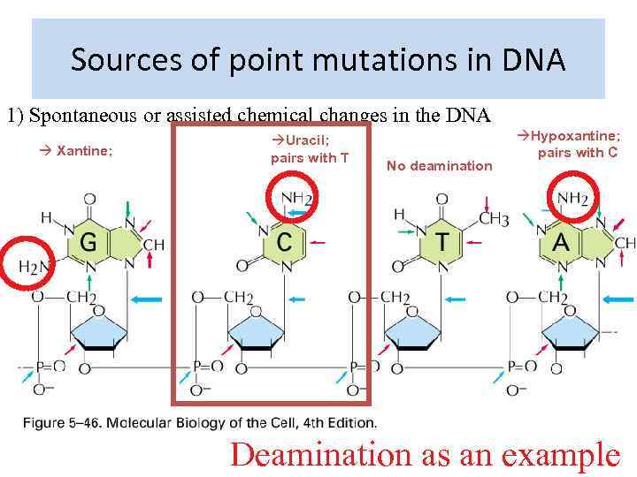 Sources of point mutations in DNA 1) Spontaneous or assisted chemical changes in the