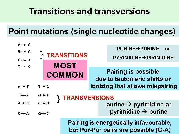 Transitions and transversions Point mutations (single nucleotide changes) PURINE or TRANSITIONS MOST COMMON PYRIMIDINE