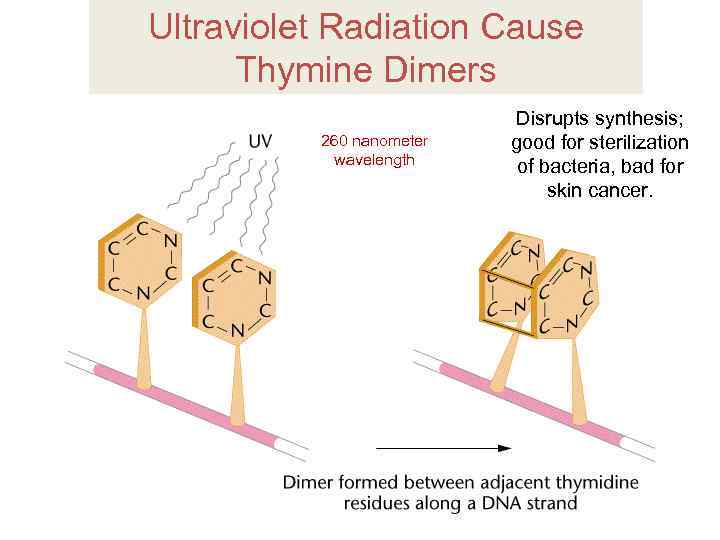 Ultraviolet Radiation Cause Thymine Dimers 260 nanometer wavelength Disrupts synthesis; good for sterilization of