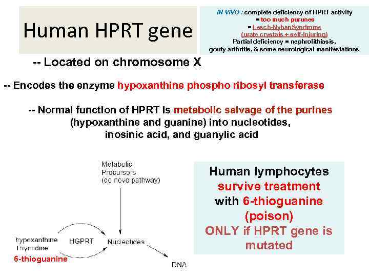 Human HPRT gene IN VIVO : complete deficiency of HPRT activity = too much