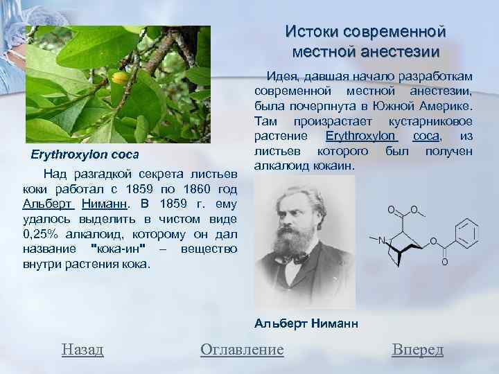 Истоки современной местной анестезии Erythroxylon coca Над разгадкой секрета листьев коки работал с 1859