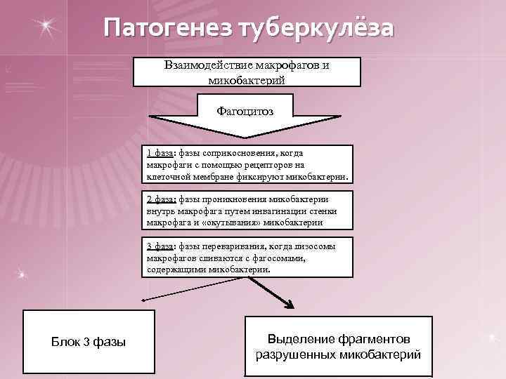 Патогенез туберкулёза Взаимодействие макрофагов и микобактерий Фагоцитоз 1 фаза: фазы соприкосновения, когда макрофаги с