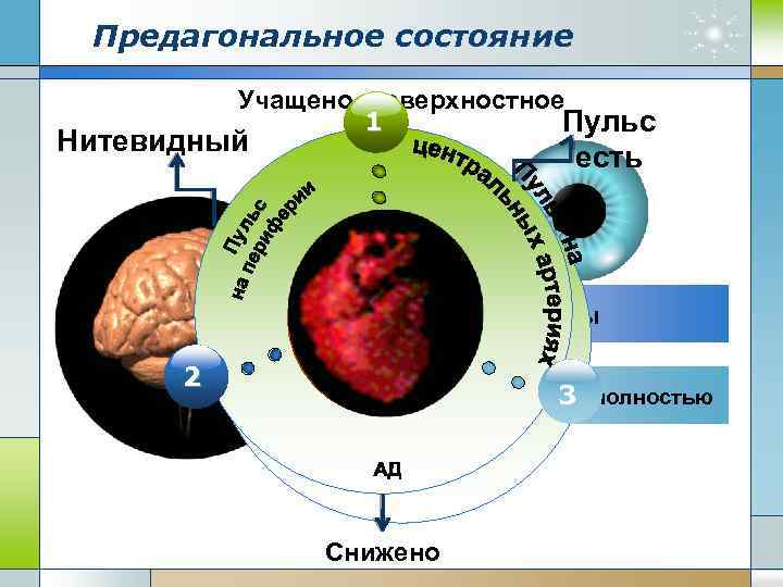 Предагональное состояние Учащено, поверхностное 1 Пульс Нитевидный есть Зрачок 2 1 Рефлексы снижены Concept