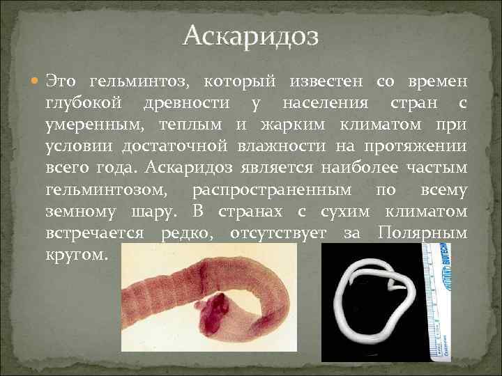 Аскаридоз Это гельминтоз, который известен со времен глубокой древности у населения стран с умеренным,