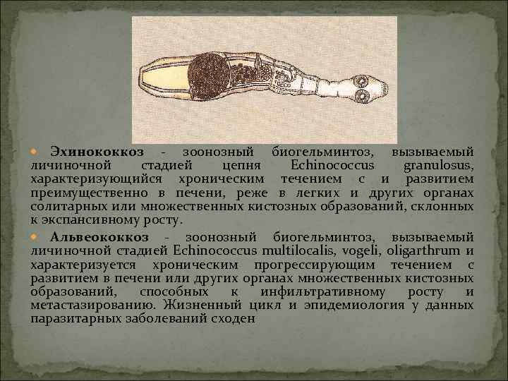 Эхинококкоз - зоонозный биогельминтоз, вызываемый личиночной стадией цепня Echinococcus granulosus, характеризующийся хроническим течением с