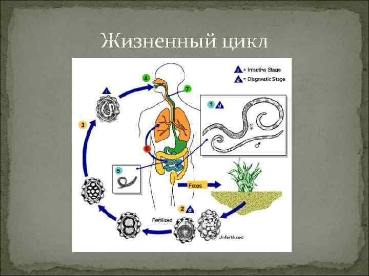 Жизненный цикл 