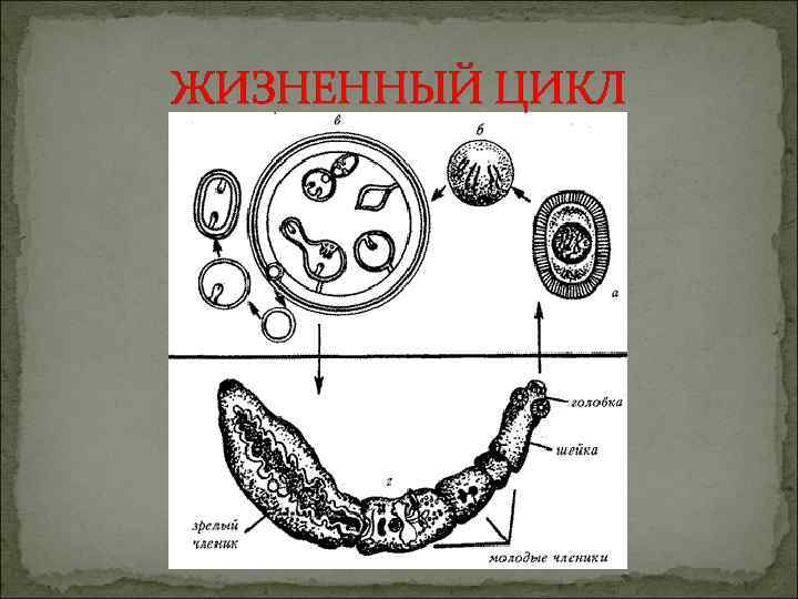 ЖИЗНЕННЫЙ ЦИКЛ 