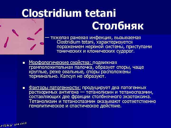 Clostridium tetani Столбняк — тяжелая раневая инфекция, вызываемая Clostridium tetani, характеризуется поражением нервной системы,