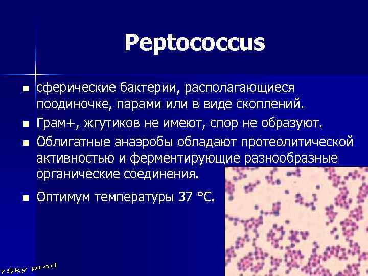 Peptococcus n n сферические бактерии, располагающиеся поодиночке, парами или в виде скоплений. Грам+, жгутиков