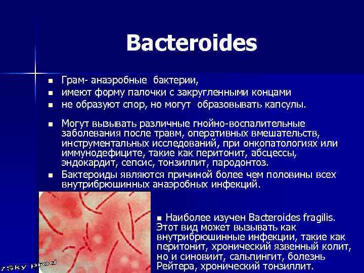 Bacteroides n n n Грам- анаэробные бактерии, имеют форму палочки с закругленными концами не