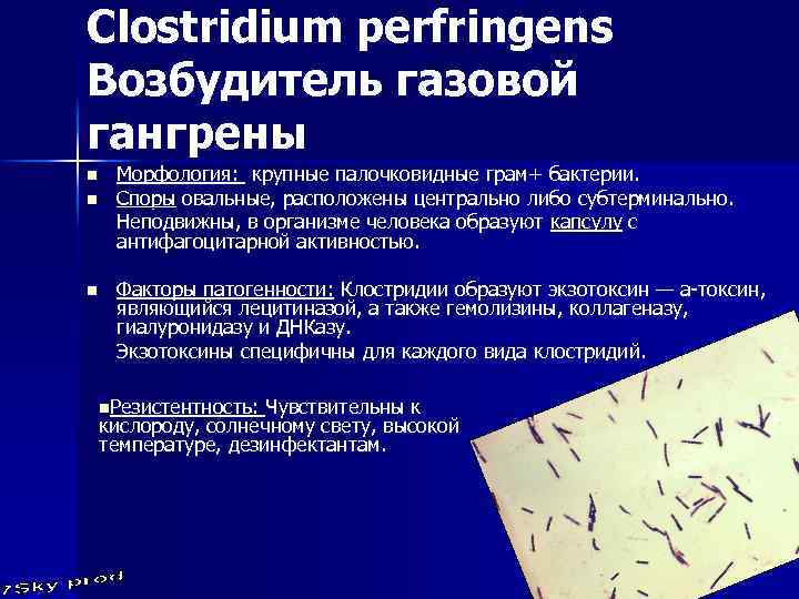 Clostridium perfringens Возбудитель газовой гангрены n n n Морфология: крупные палочковидные грам+ бактерии. Споры