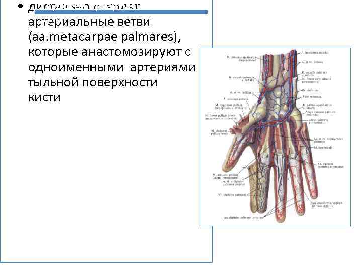 Подключичная артерия топография ветви. Тыльная артериальная дуга стопы. Артериальные дуги кисти. Тыльная поверхность кисти. Ладонная артериальная дуга.