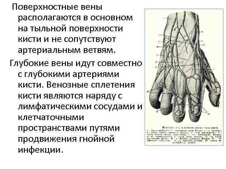  Поверхностные вены располагаются в основном на тыльной поверхности кисти и не сопутствуют артериальным