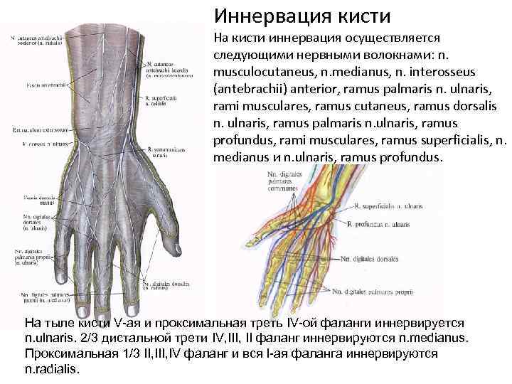 Нервы в правой руке