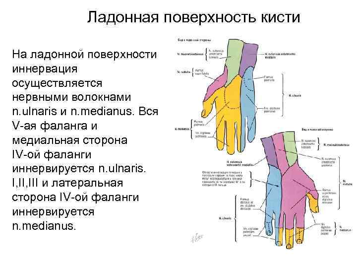 Иннервация кисти и пальцев схема