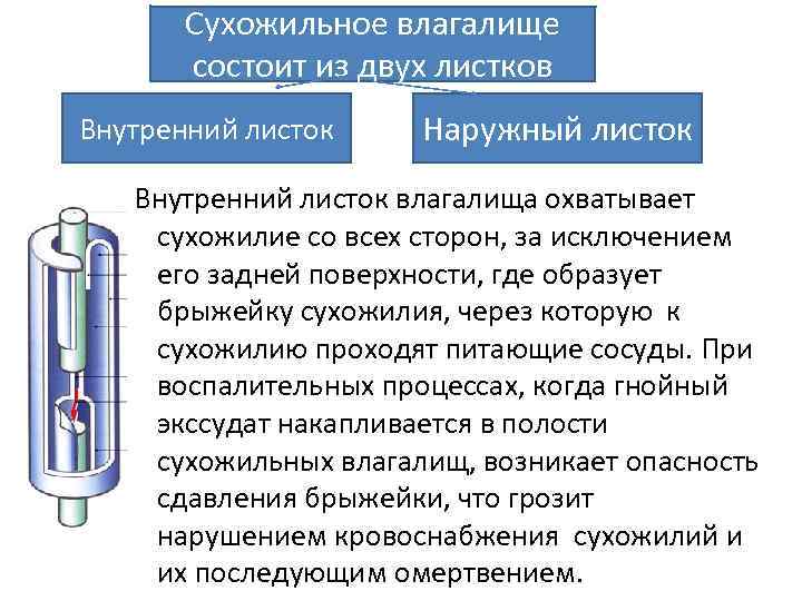 Сухожильное влагалище состоит из двух листков Внутренний листок Наружный листок Внутренний листок влагалища охватывает
