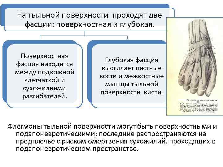 На тыльной поверхности проходят две фасции: поверхностная и глубокая. Поверхностная фасция находится между подкожной