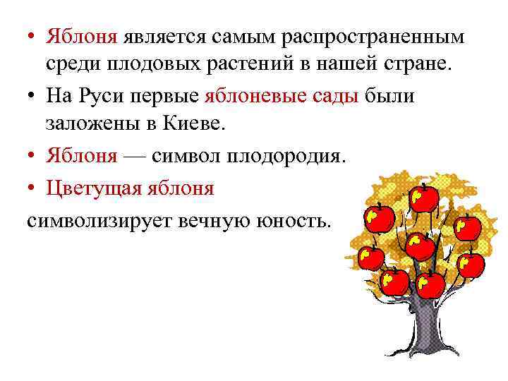  • Яблоня является самым распространенным среди плодовых растений в нашей стране. • На