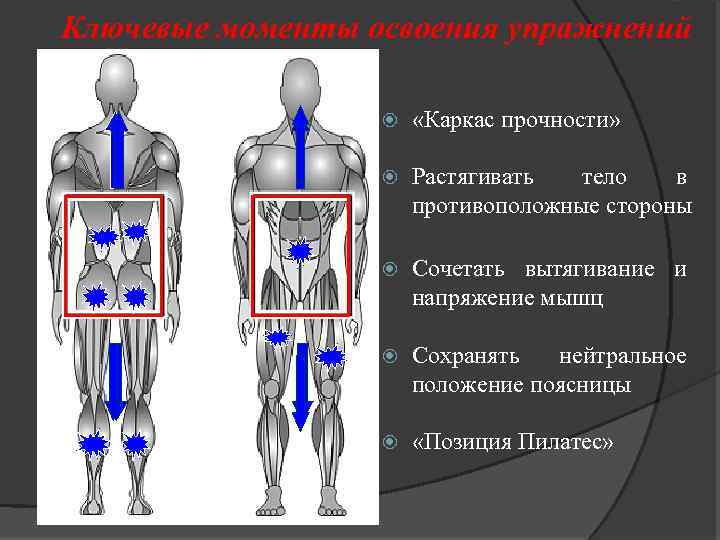 Ключевые моменты освоения упражнений «Каркас прочности» Растягивать тело в противоположные стороны Сочетать вытягивание и