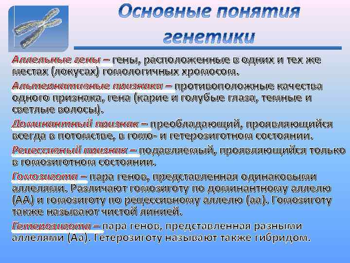 Аллельные гены – гены, расположенные в одних и тех же местах (локусах) гомологичных хромосом.