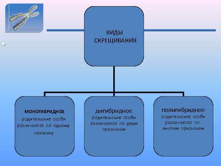 ВИДЫ СКРЕЩИВАНИЯ • МОНОГИБРИДНОЕ родительские особи различаются по одному признаку дигибридное родительские особи различаются