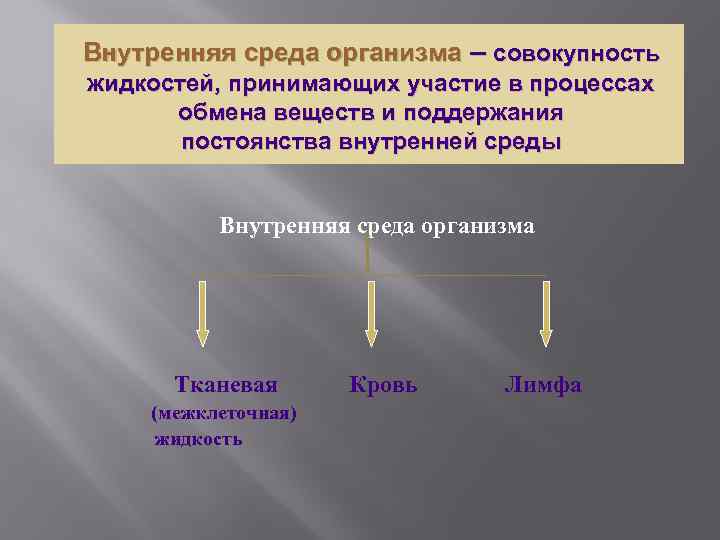 Внутреннюю среду организма составляют