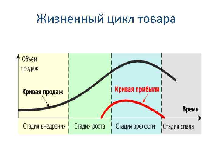 Вторая стадия жизненного цикла