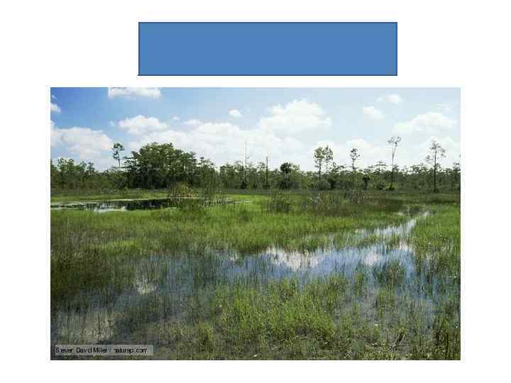 Flooded grassland 