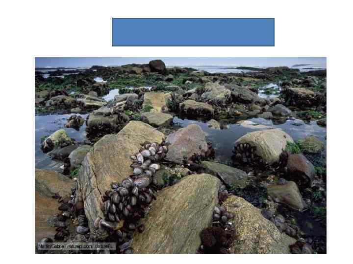 Intertidal zone 