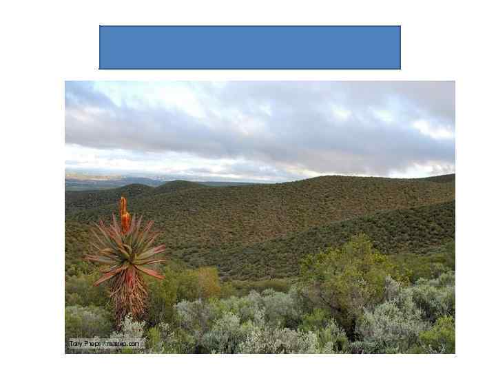 Mediterranean forest 