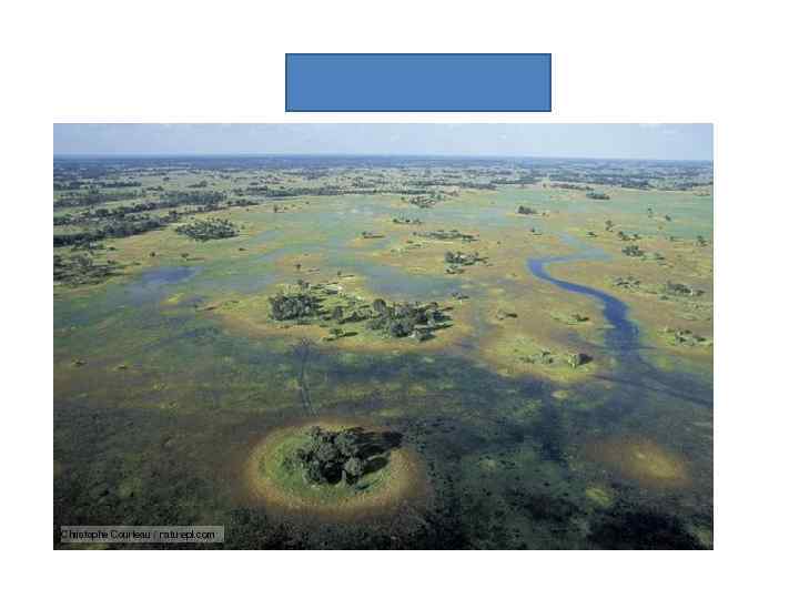 Wetland 