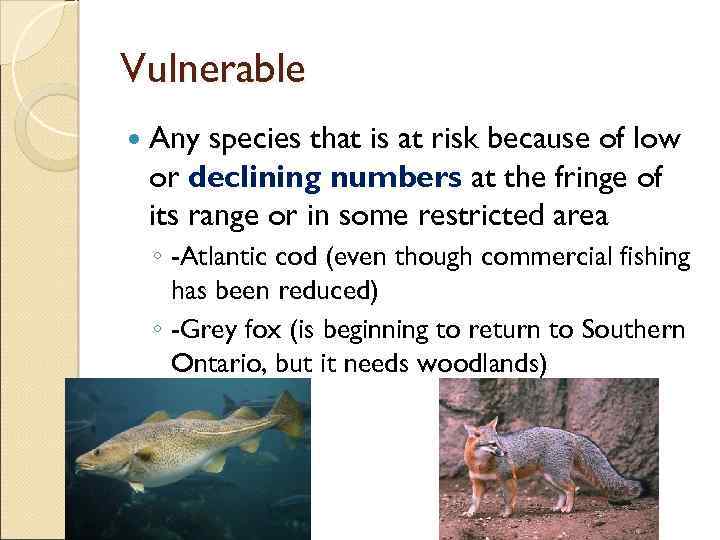Vulnerable Any species that is at risk because of low or declining numbers at