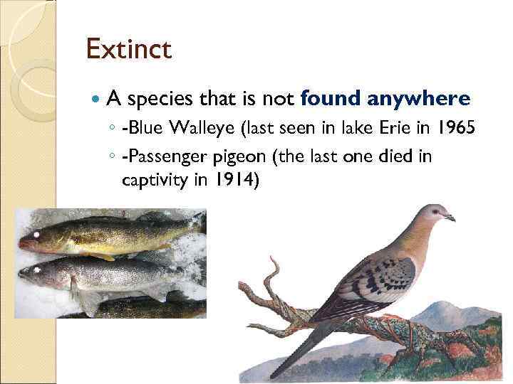 Extinct A species that is not found anywhere ◦ -Blue Walleye (last seen in