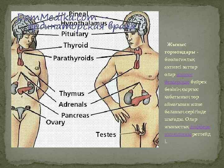  Жыныс гормондары - биологиялық активті заттар олар жыныс бездерінде бүйрек безінің қыртыс қабатының