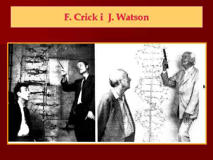 F. Crick i J. Watson 