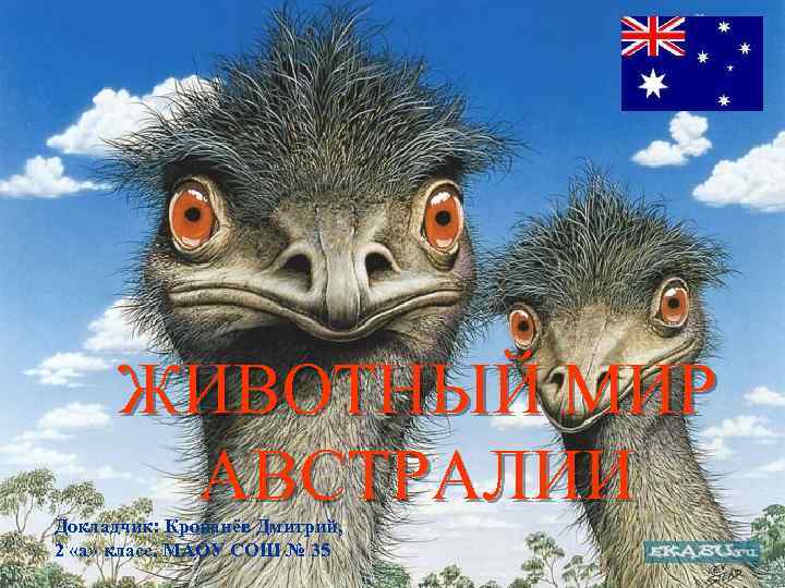 ЖИВОТНЫЙ МИР АВСТРАЛИИ Докладчик: Кропанёв Дмитрий, 2 «а» класс, МАОУ СОШ № 35 