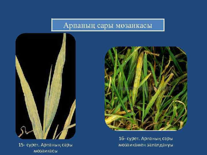 Арпаның сары мозаикасы 15 - сурет. Арпаның сары мозаикасы 16 - сурет. Арпаның сары