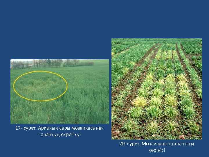 17 - сурет. Арпаның сары мозаикасынан танаптың сиретілуі 20 - сурет. Мозаиканың танаптағы көрінісі