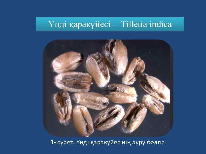 Үнді қаракүйесі - Tilletia indica 1 - сурет. Үнді қаракүйесінің ауру белгісі 