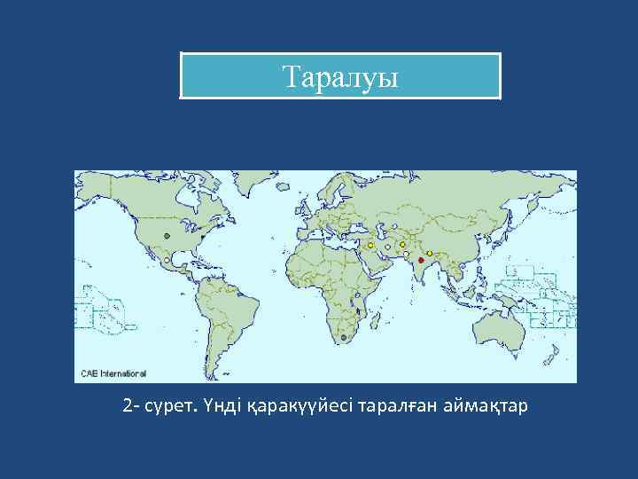 Таралуы 2 - сурет. Үнді қаракүүйесі таралған аймақтар 