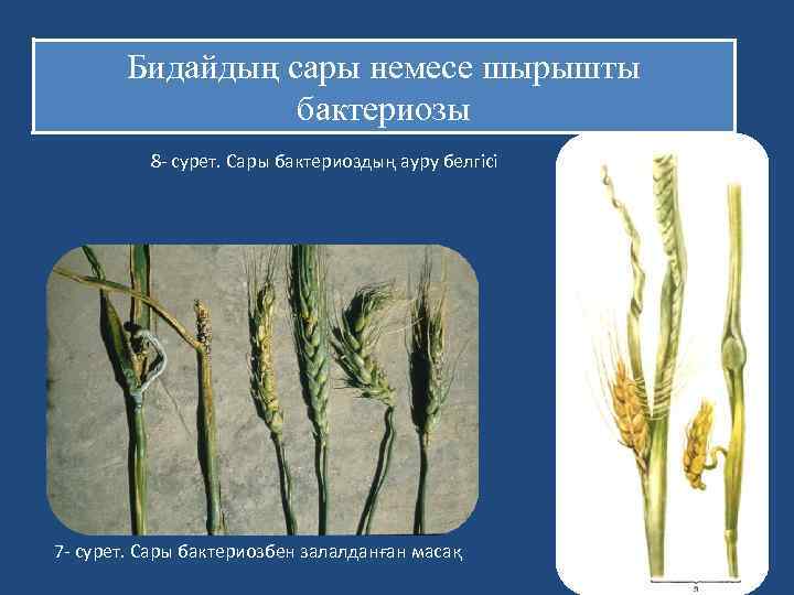 Бидайдың сары немесе шырышты бактериозы 8 - сурет. Сары бактериоздың ауру белгісі 7 -